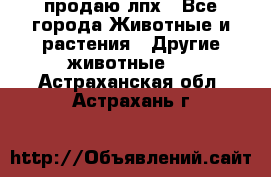 продаю лпх - Все города Животные и растения » Другие животные   . Астраханская обл.,Астрахань г.